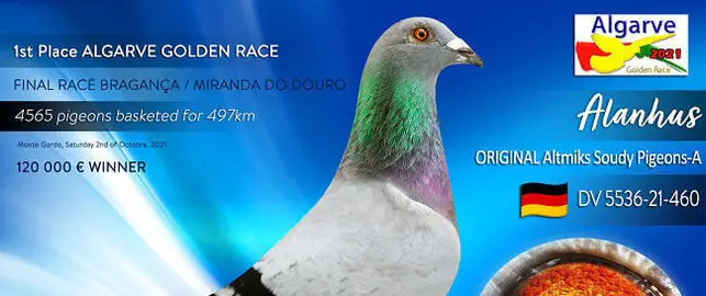 Winner pigeon 2021 - sold - 118.000€