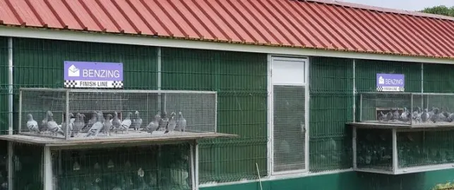 ENTRY PIGEONS MARCH